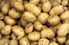 Organik Sarı Patates 1 kg
